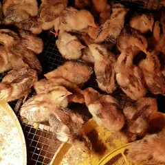 Gà hồ lai giống